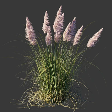 Кортадерия двудомная Розеа/Cortaderia selloana Rosea