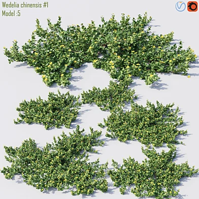 Wedelia chinensis #1