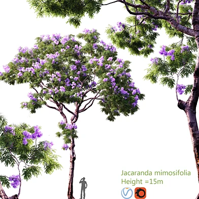 Jacaranda mimosifolia | Height = 15m #1