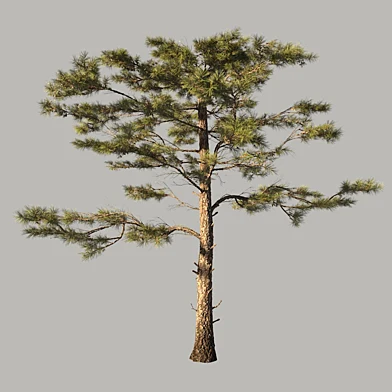 HuangshanPine