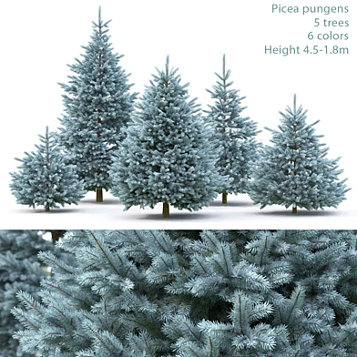 Spruce