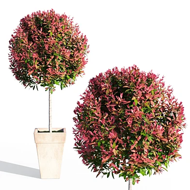 Photinia fraseri Little Red Robin