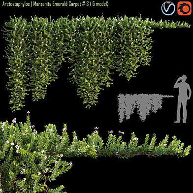 Arctostaphylos | Manzanita Emerald Carpet # 3