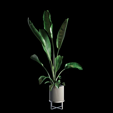 Indoor Plants Set 05
