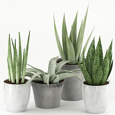 Plants 167