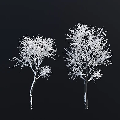 Fraxinus excelsior winter model