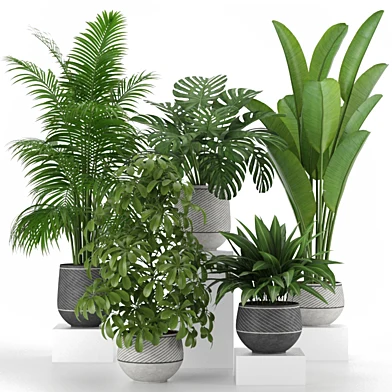 Plants collection 06