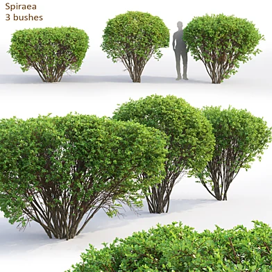 Spiraea
