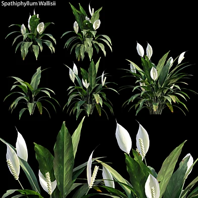 Spathiphyllum Wallisii 01