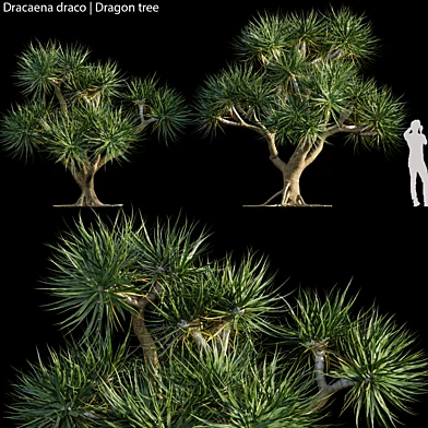 Dracaena draco | Dragon tree 02