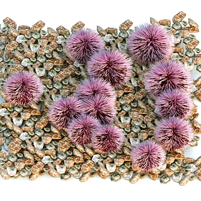 Purple Sea Urchin