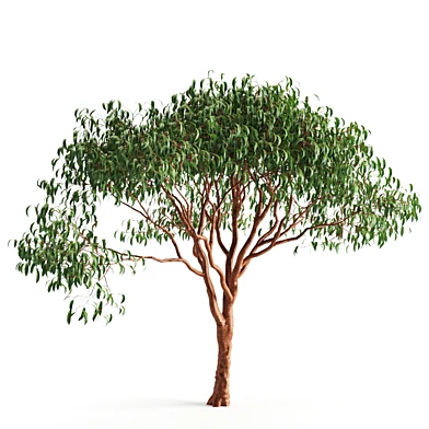 tree 55 E