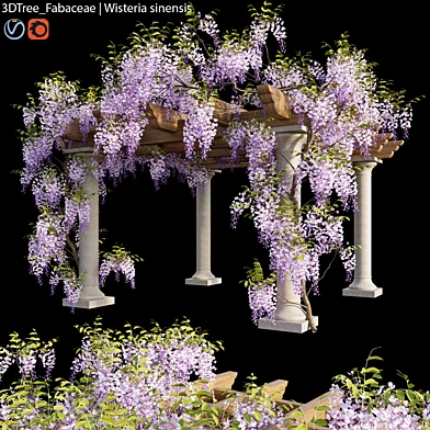 Fabaceae | Wisteria sinensis 05