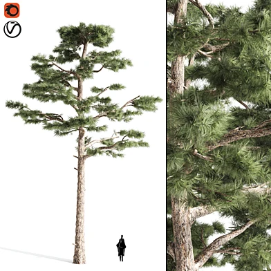 pine tree