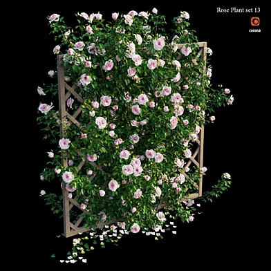 Rose plant set 13