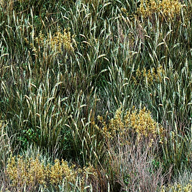 Forest grass 001