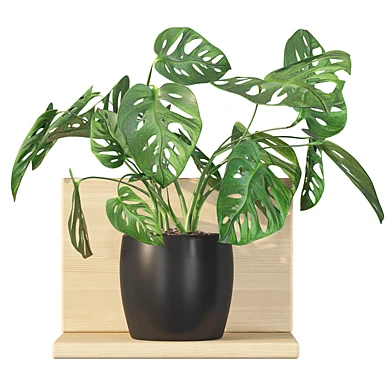 Plants collection 013 - Monstera monkey mask 01