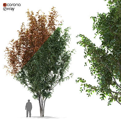 Summer_autumn tree