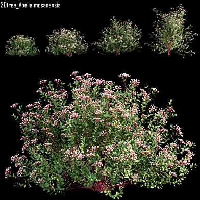 Abelia mosanensis - Abelia grandiflora 01