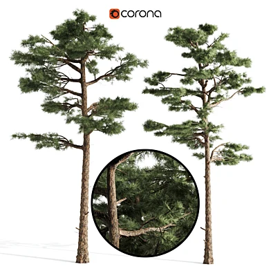 2 pine tree
