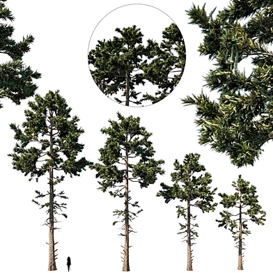 douglas fir set 1