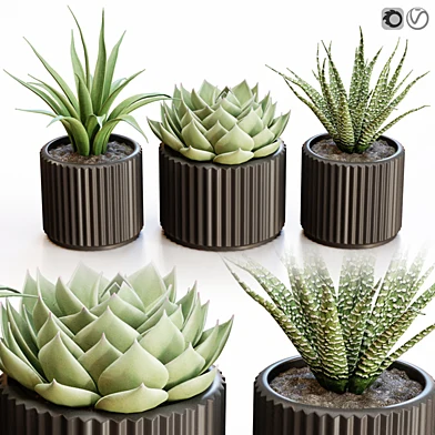 Flowerpots in black pots
