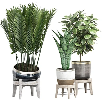 INTERIOR PLANT PACK 38