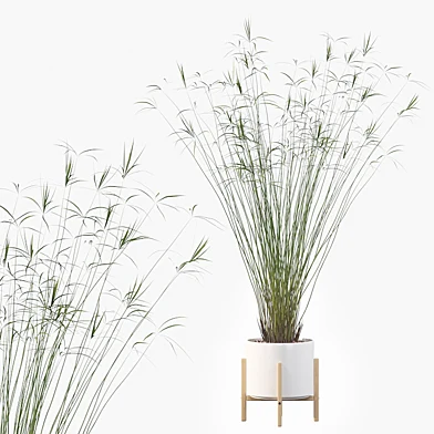 Plants collection 031 - Cyperus papyrus 03