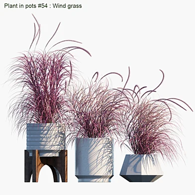 Plant in pots #54 : Wind grass