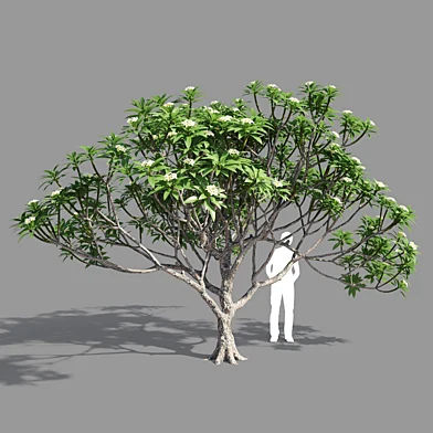 Plumeria 4