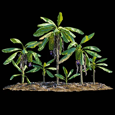 Банановые деревья (Banana Plants)