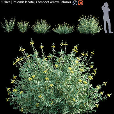 Phlomis lanata | Compact Yellow Phlomis