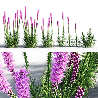 Blazing Star / Liatris spicata