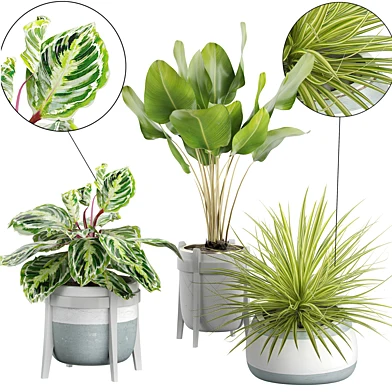 INTERIOR FLOWER PACK 60