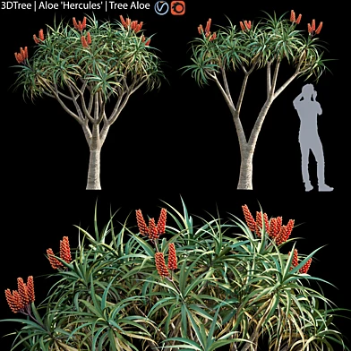 Aloe Hercules | Tree aloe 02
