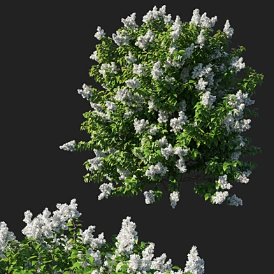 Syringa vulgaris bush