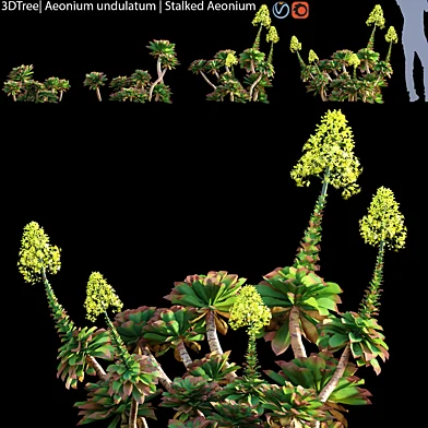 Aeonium undulatum | Stalked Aeonium