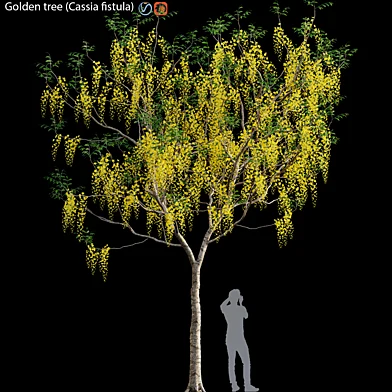 Golden tree (Cassia fistula)#3