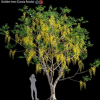 Golden tree (Cassia fistula)#1