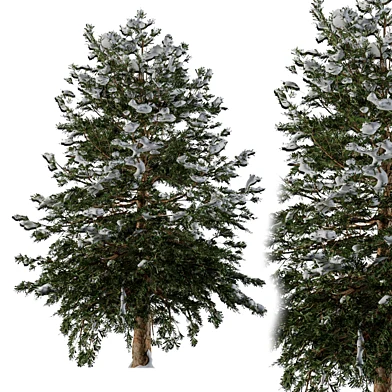 Pine Tree Winter - Snow
