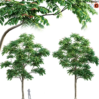 Chukrasia tabularis-Chickrassy 04