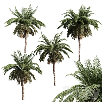 4 palms