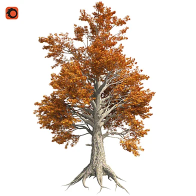 Sassafras fall tree Corona