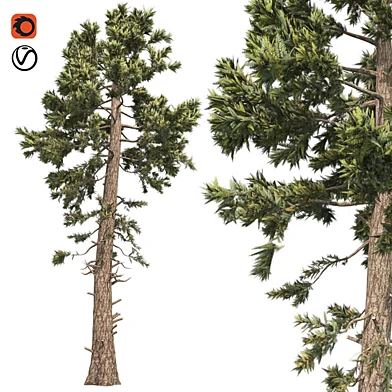 Douglas Fir Tree