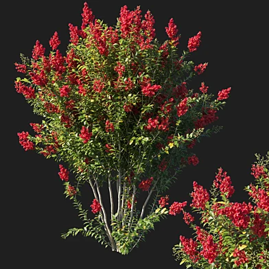 Myrtle Bush Red flowers