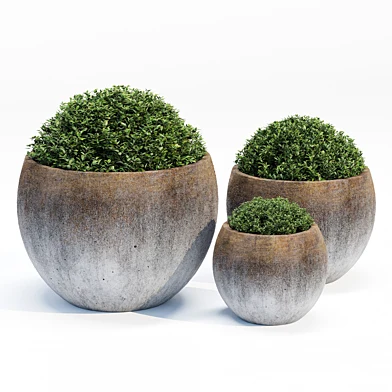 Gris pot