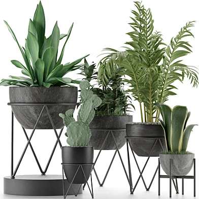 Plants Collection 27