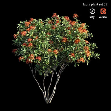 Ixora plant set 05