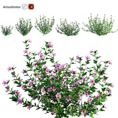 Anisodontea_01