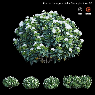 Gardenia angustifolia Merr plant set 05